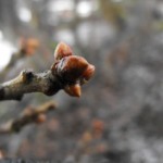 guided wildlife walks snowdonia wales