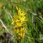 guided wildlife walks snowdonia wales