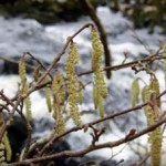 guided wildlife walks snowdonia wales