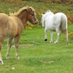 guided wildlife walks snowdonia wales