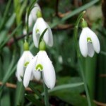 guided wildlife walks snowdonia wales