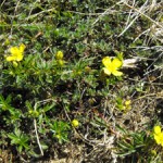 guided wildlife walks snowdonia wales