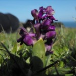 guided wildlife walks snowdonia wales