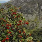 guided wildlife walks snowdonia wales