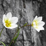 guided wildlife walks snowdonia wales