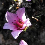 guided wildlife walks snowdonia wales
