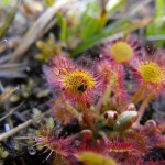 Round leaved sundew arctic alpine flowers in Snowdonia