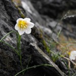 Snowdon lily arctic alpine flowers in Snowdonia