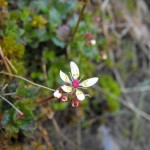 Starry saxifrage arctic alpine flowers in Snowdonia