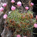 Thrift Flowers of Snowdonia