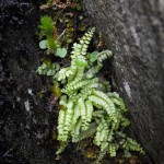 green spleenwort arctic alpine flowers in Snowdonia
