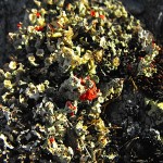 devil's matchstick what is a lichen