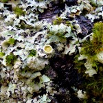 flavoparmelia type lichen what is a lichen