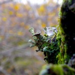 Fairy cup lichen what is a lichen