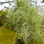 usnea lichen species what is a lichen