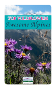 alpine flowers