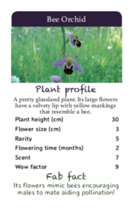 wildflower top trumps