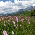 Alpine meadows