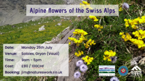 alpine flowers of the swiss alps