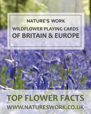 Wildflowers of Britain & Europe Playing Cards