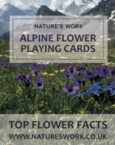 alpine flowers pack of cards