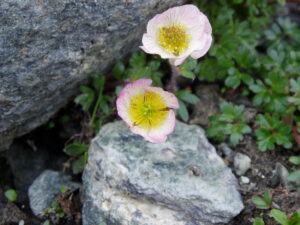 The life of alpine flowers