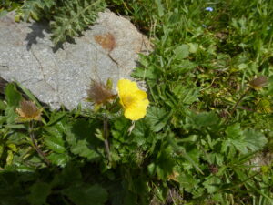 Tour du Mont Blanc alpine flowers