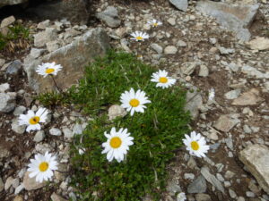 The Tour of Mont Blanc and its flowers