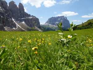 The Origins of Alpine Flowers
