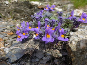 Tour du Mont Blanc alpine flowers