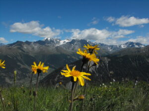 The Origins of Alpine Flowers