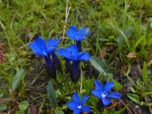 Tour du Mont Blanc alpine flowers