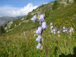 The Tour of Mont Blanc and its flowers