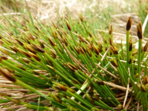 sedges, grasses & rushes
