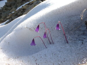 An alpine flowers walk
