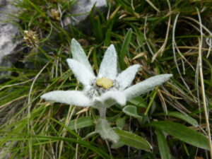 The Origins of Alpine Flowers