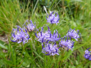 Tour du Mont Blanc alpine flowers