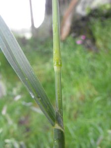 sedges, grasses & rushes