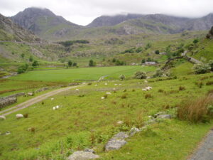 grasses, sedges and rushes