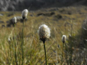 sedges, grasses & rushes