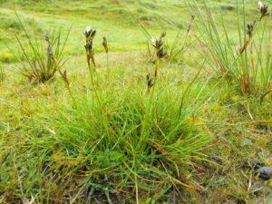 sedges, grasses & rushes