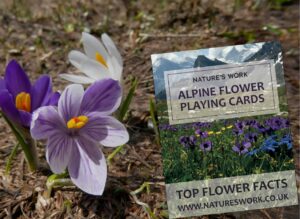 alpine flower playing cards