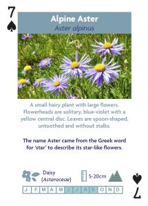 alpine flower playing cards