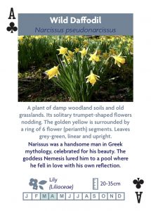 Wildflower playing cards