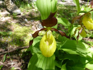Alpine flowers