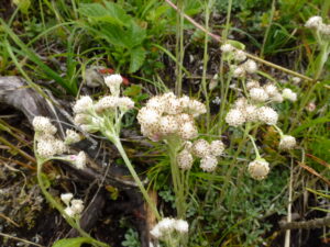 The sex life of alpine flowers