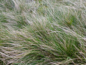 sedges, grasses & rushes
