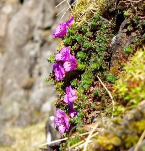 Purple saxifrage