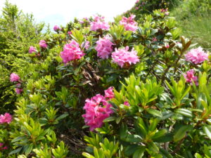 The life of alpine flowers