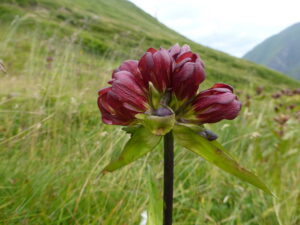 The Tour of Mont Blanc and its flowers